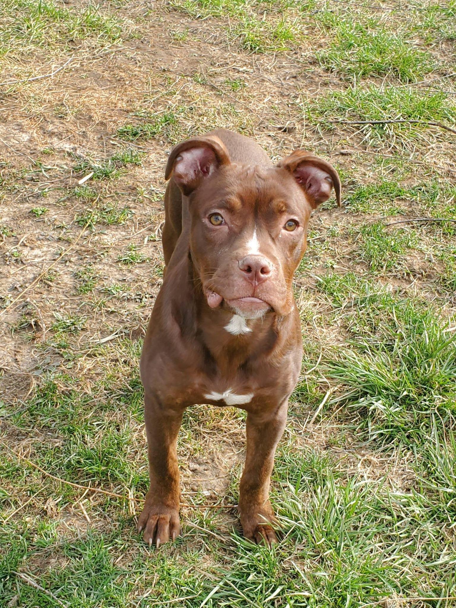 Enlarge Cajun, a Adoptable mixed breed in Dayton, OH image 3/6