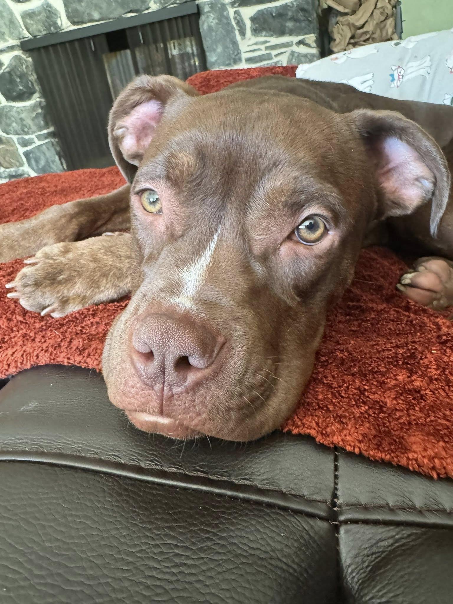 Cajun, a Adoptable mixed breed in Dayton, OH image 5/6