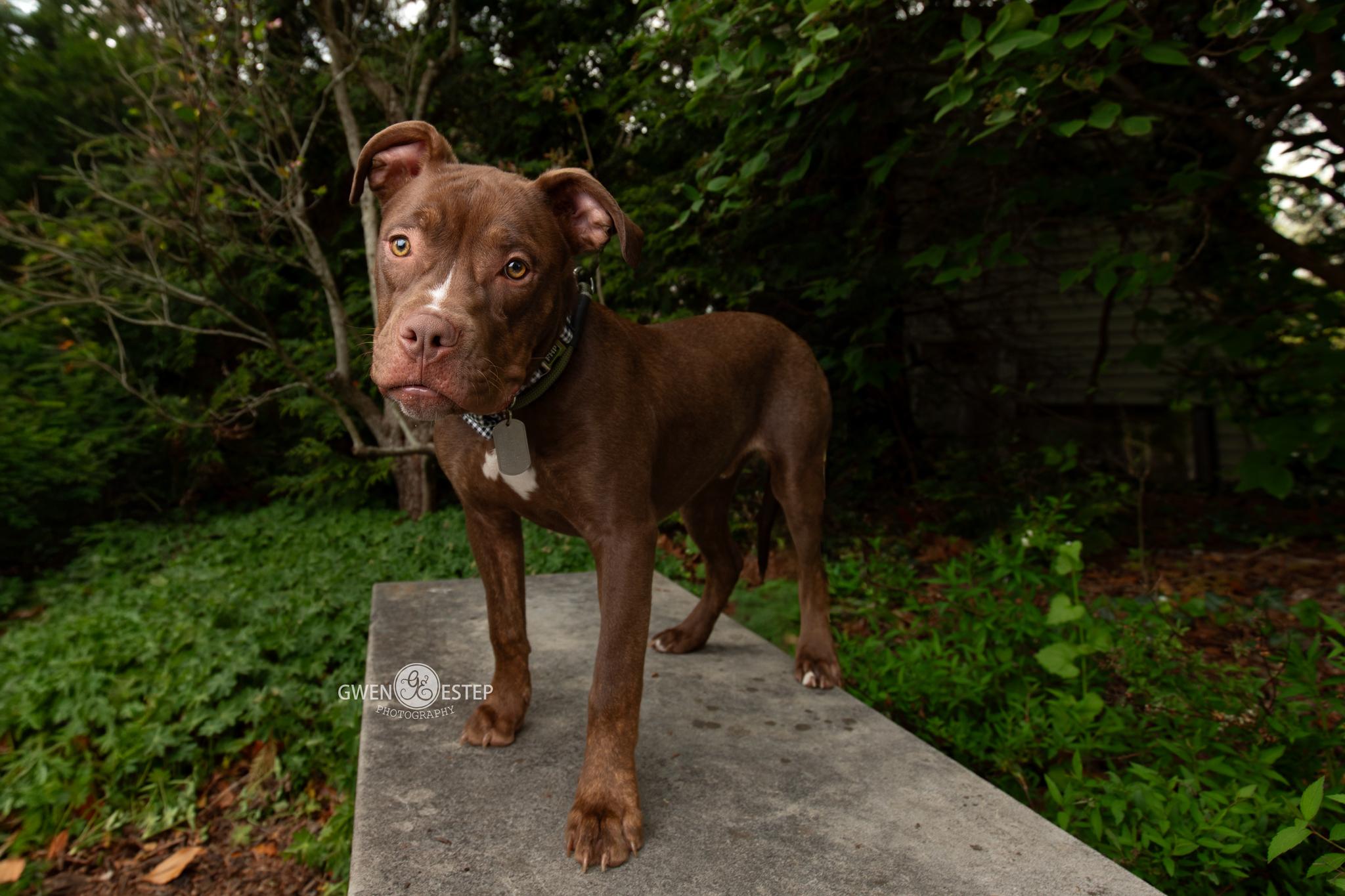 Cajun, a Adoptable mixed breed in Dayton, OH image 2/6