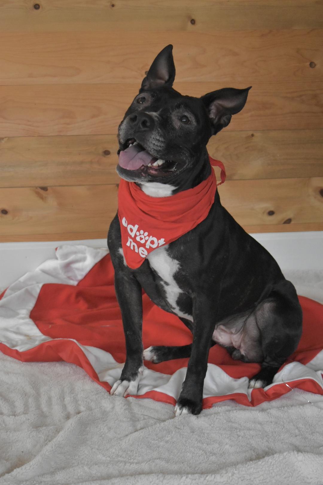 Lady Nesbit Sweetington, a Adoptable Pit Bull Terrier in Denver, CO image 2/6