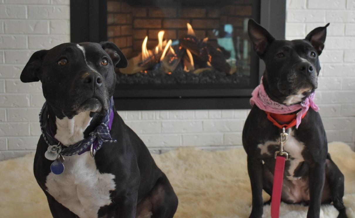 Lady Nesbit Sweetington, a Adoptable Pit Bull Terrier in Denver, CO image 3/6