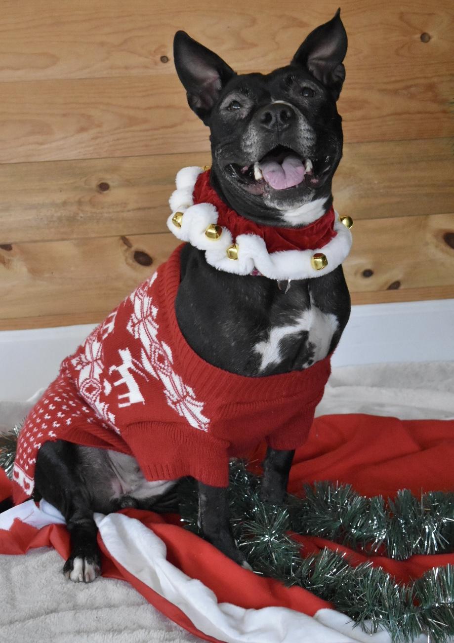 Lady Nesbit Sweetington, a Adoptable Pit Bull Terrier in Denver, CO image 4/6