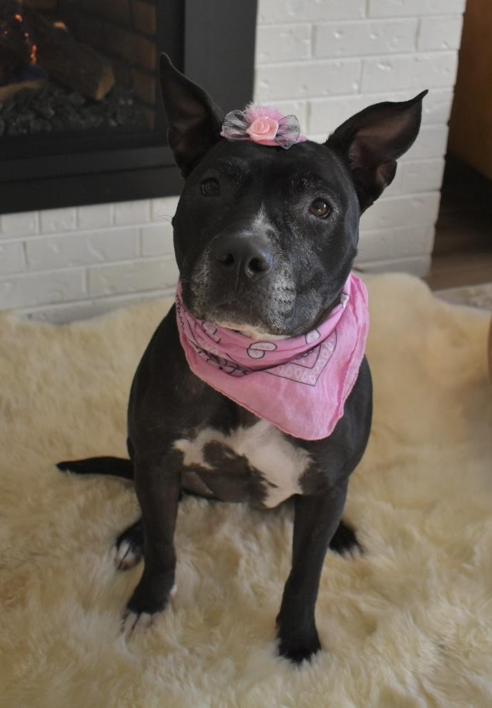 Lady Nesbit Sweetington, a Adoptable Pit Bull Terrier in Denver, CO image 5/6