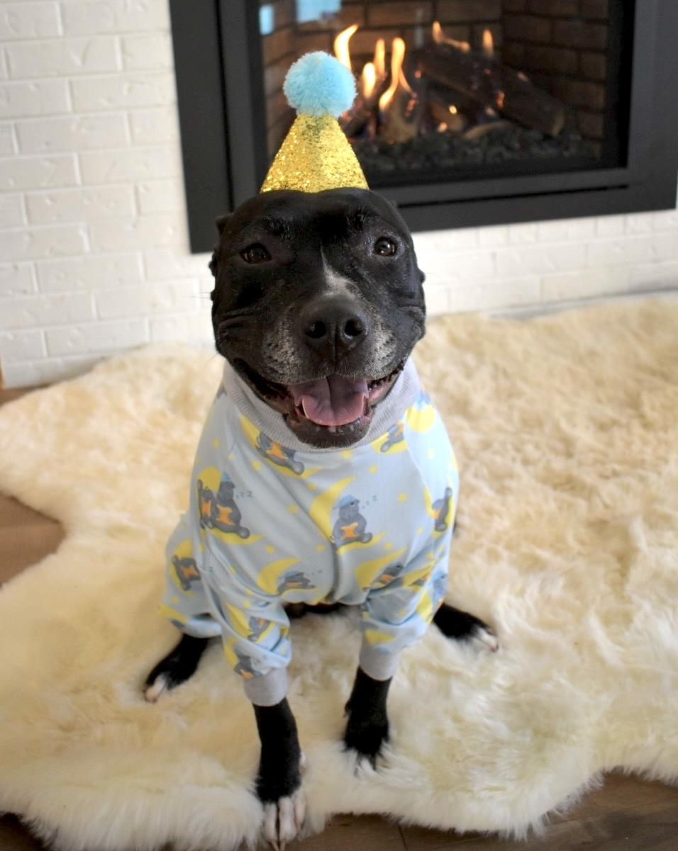 Lady Nesbit Sweetington, a Adoptable Pit Bull Terrier in Denver, CO image 1/6