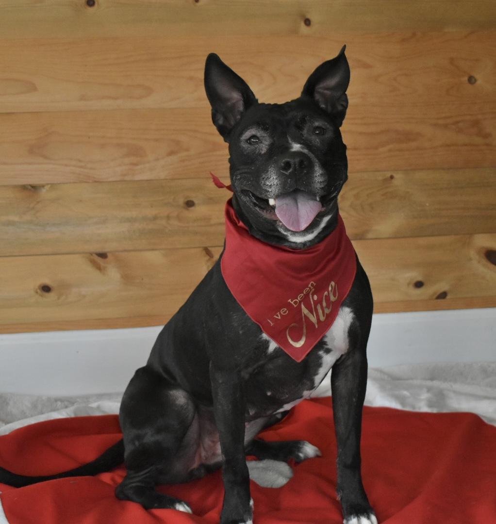 Lady Nesbit Sweetington, a Adoptable Pit Bull Terrier in Denver, CO image 6/6