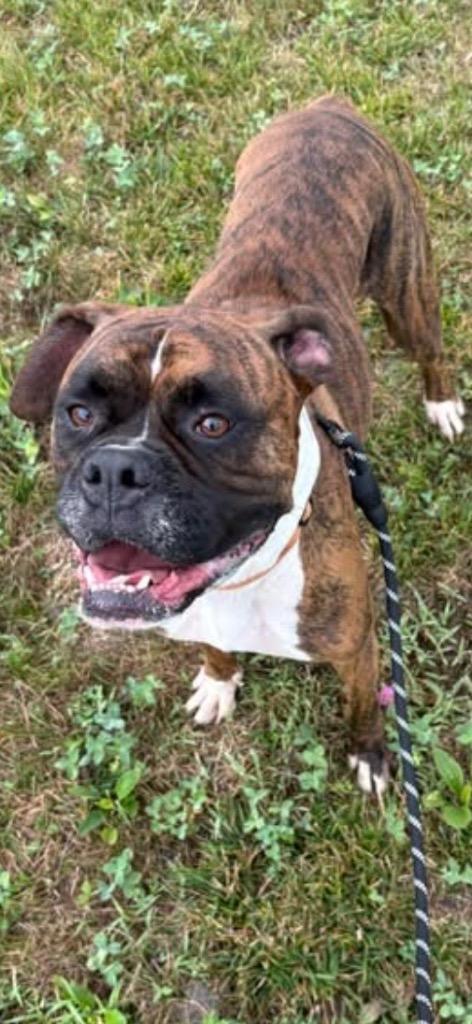 Oakley, Adopted, Adult Male Boxer.