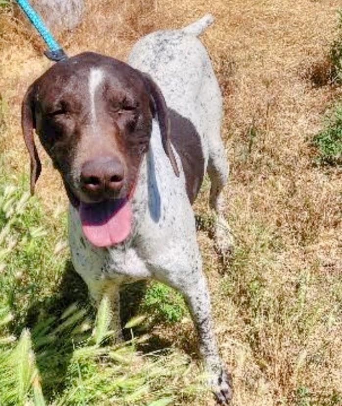 Gauge