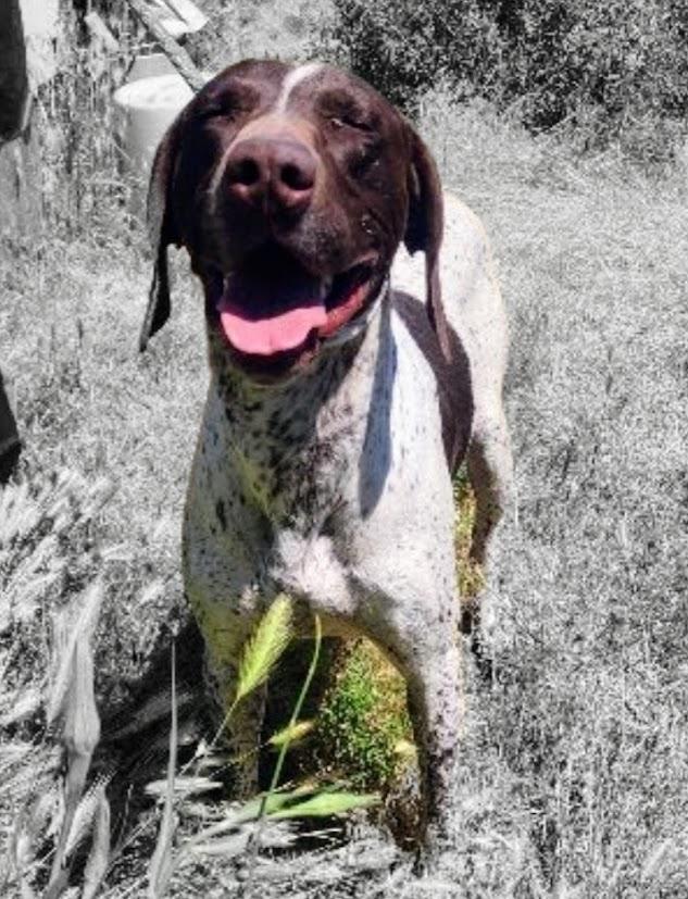 Gauge