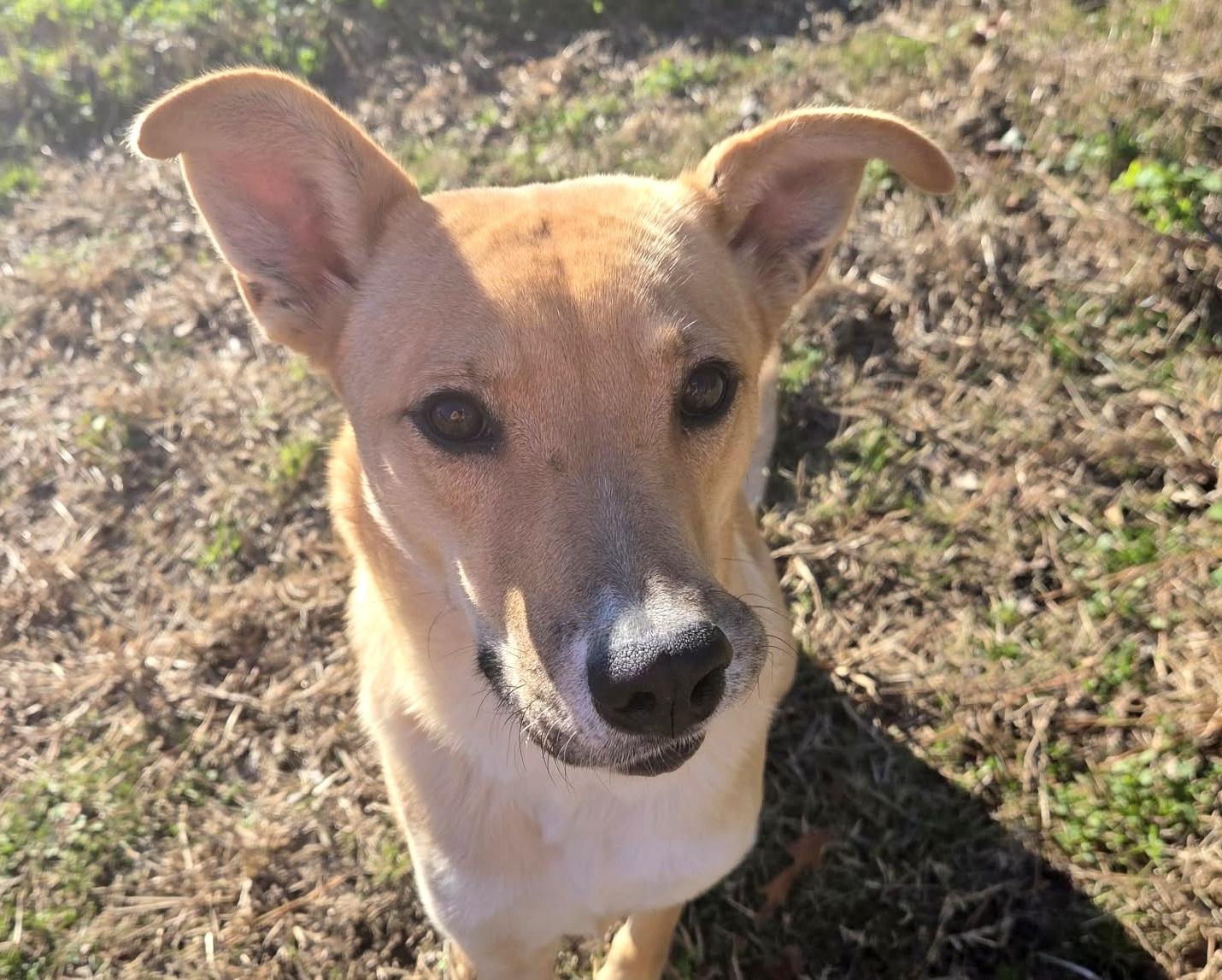 Enlarge Matilda, an adopted mixed breed in Anniston, AL image 5/6