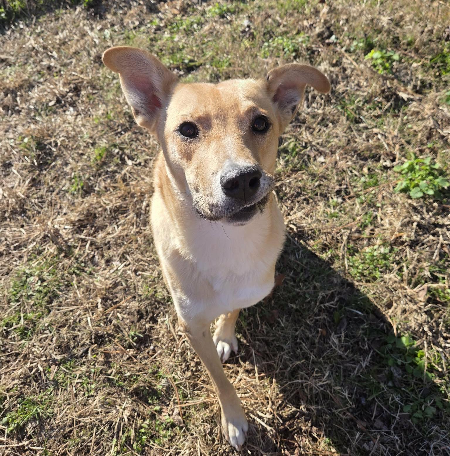 Enlarge Matilda, an adopted mixed breed in Anniston, AL image 2/6