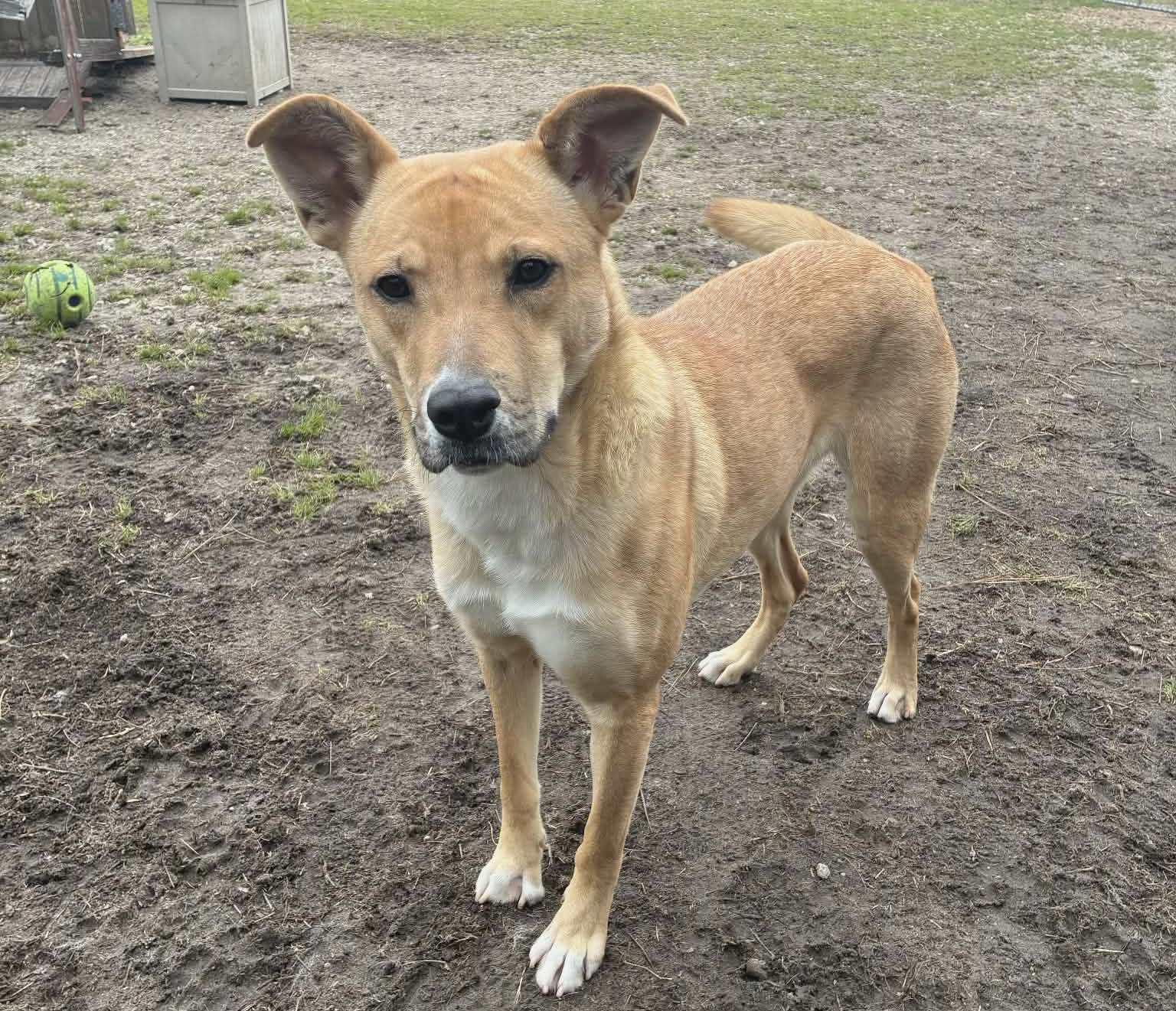 Enlarge Matilda, an adopted mixed breed in Anniston, AL image 4/6