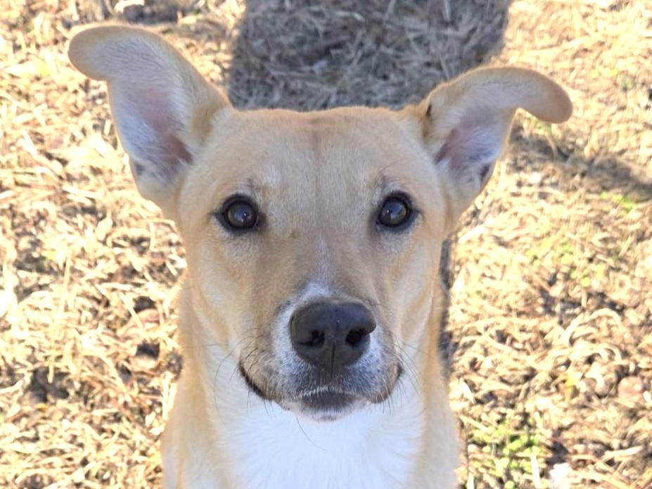Matilda, adopted, Young Female Carolina Dog.