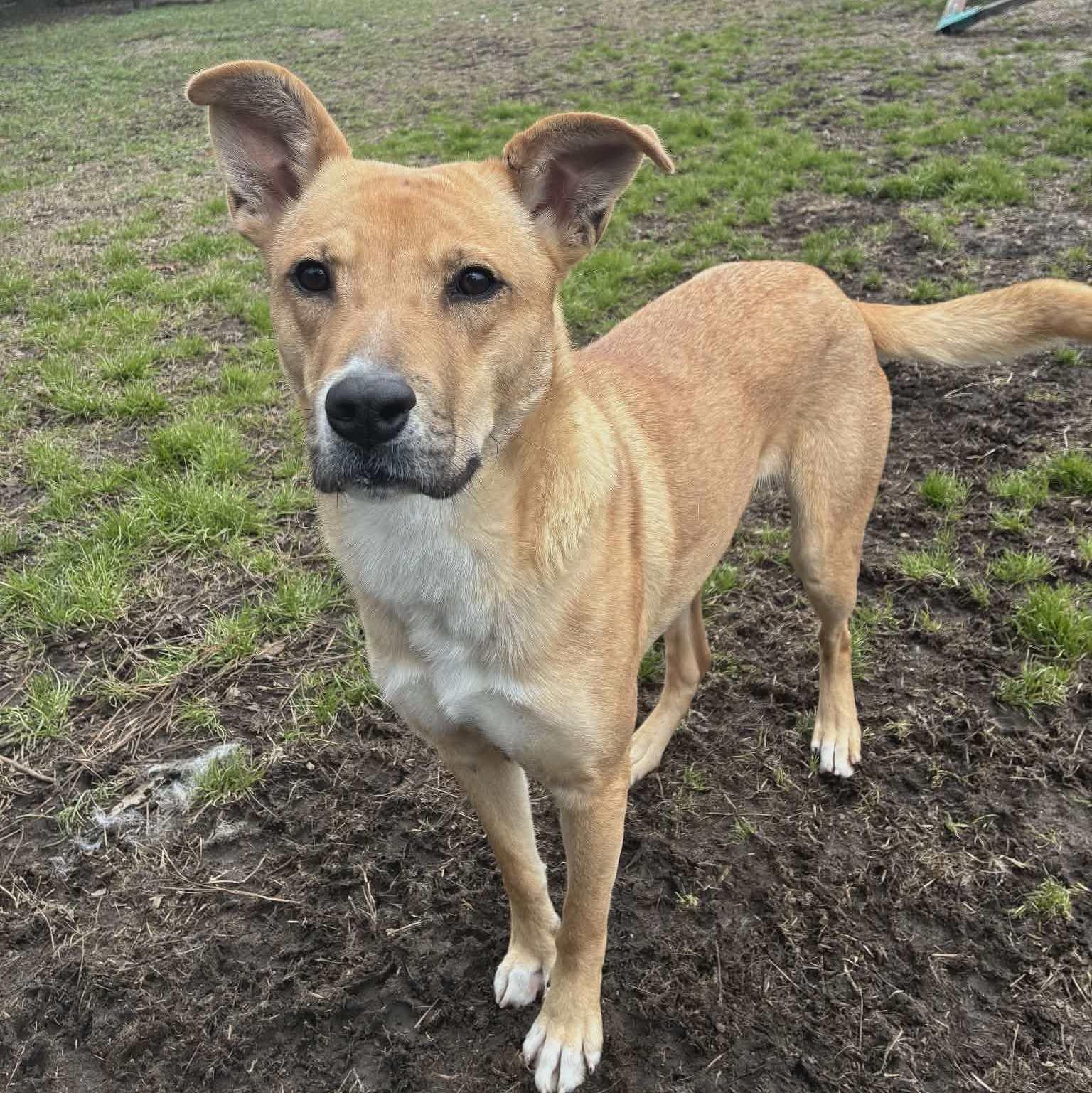 Enlarge Matilda, an adopted mixed breed in Anniston, AL image 6/6
