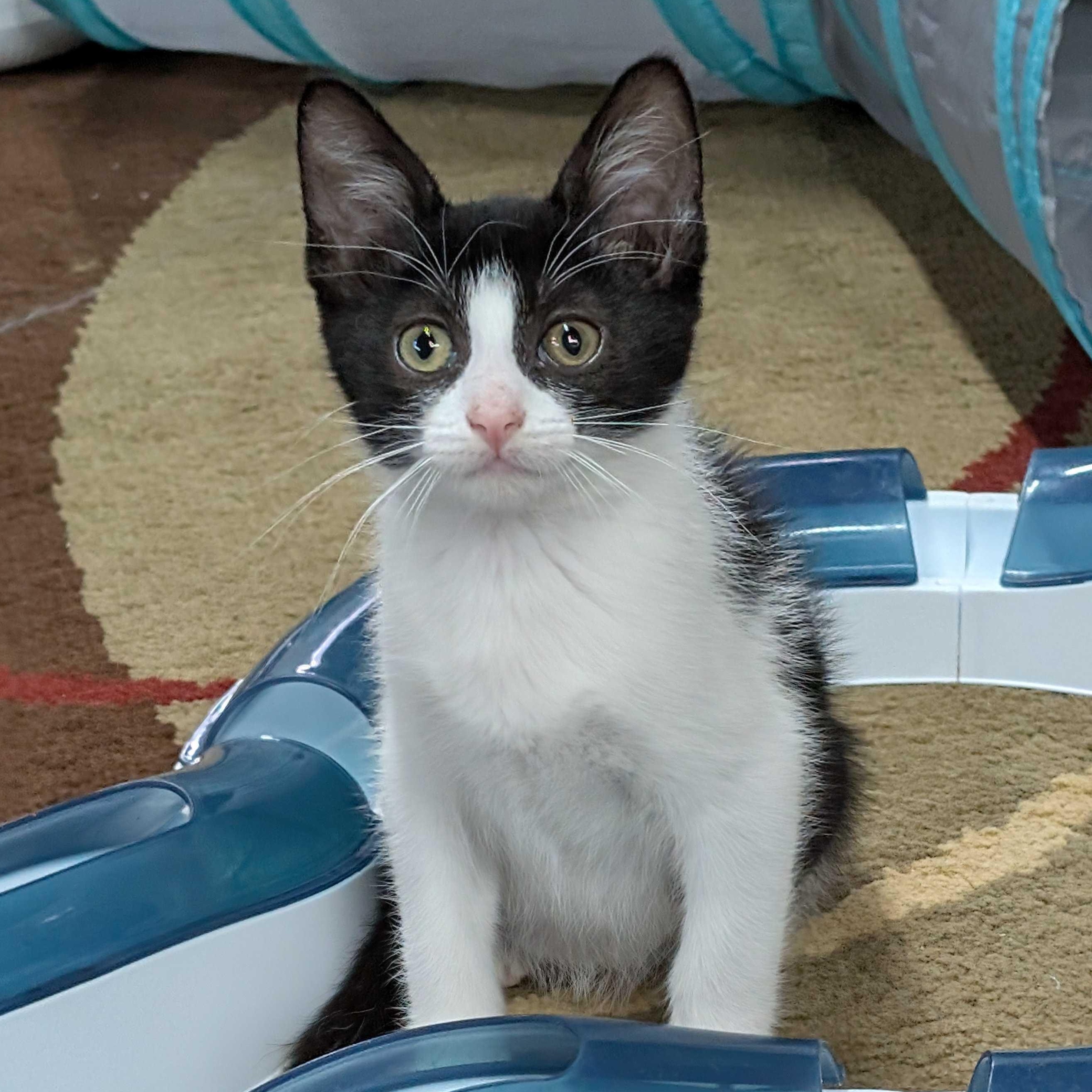 Charlie, Adoptable, Kitten Female Tuxedo & Domestic Short Hair.