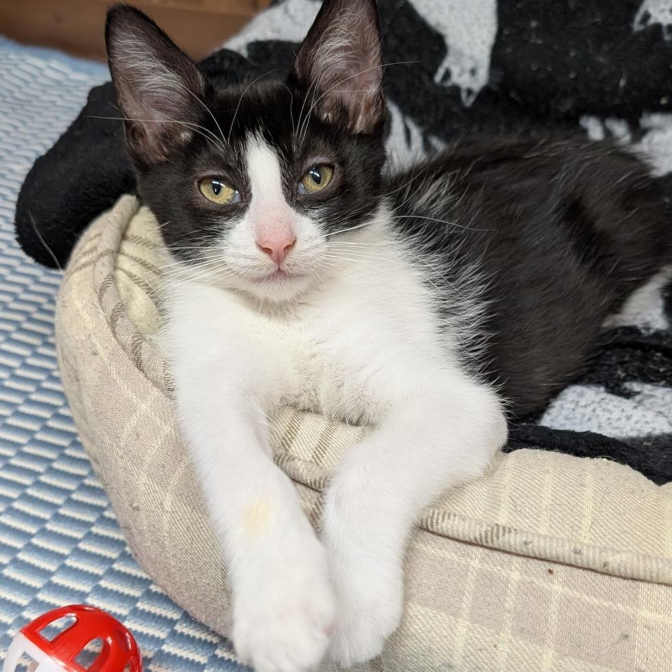 Charlie, Adoptable, Kitten Female Tuxedo & Domestic Short Hair.