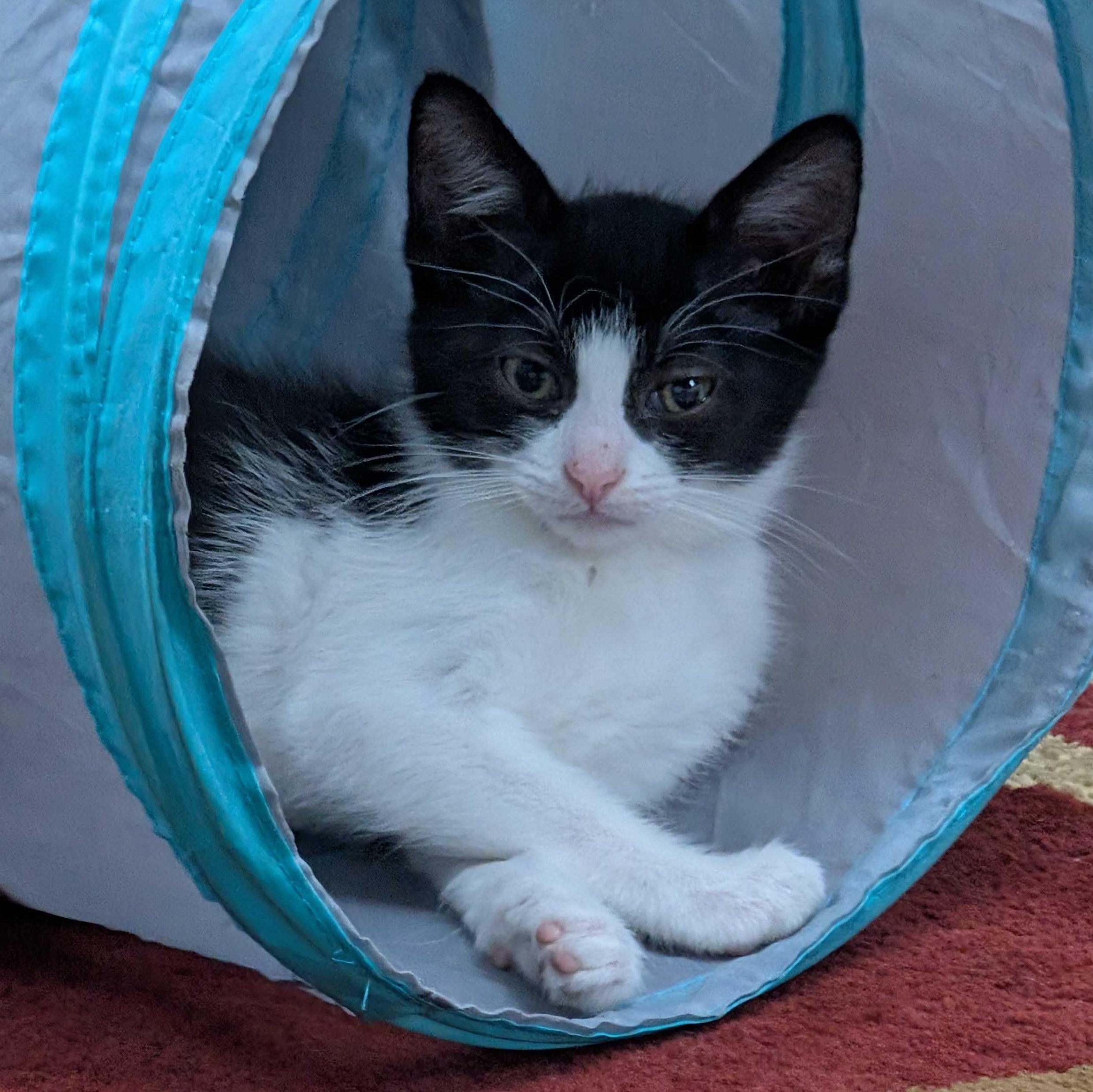 Charlie, a Adoptable mixed breed in East Amherst, NY image 4/5