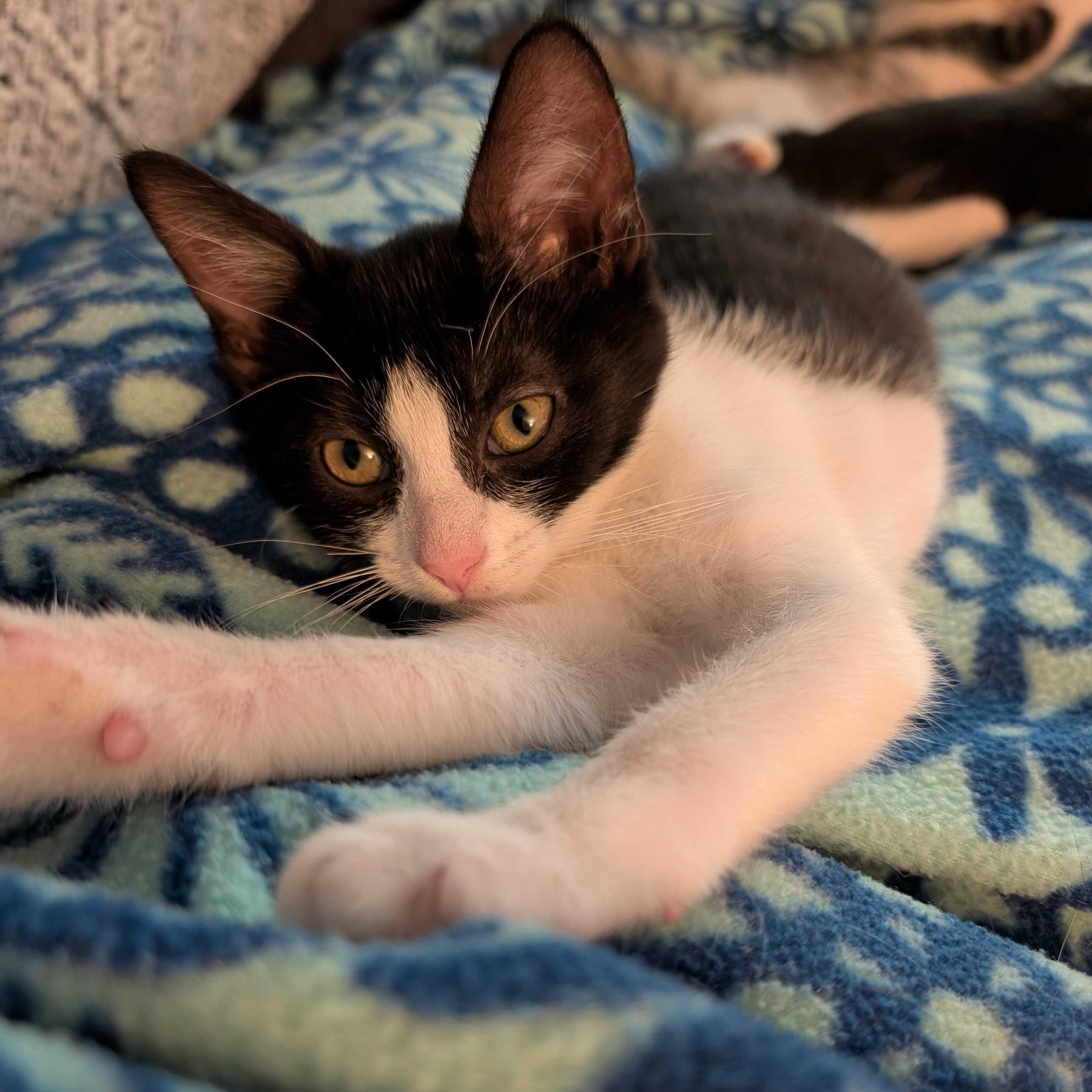 Charlie, a Adoptable mixed breed in East Amherst, NY image 3/6