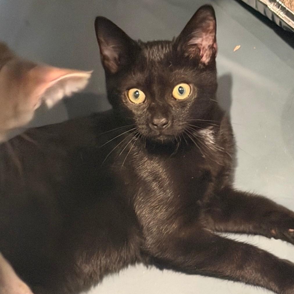 Licorice, a ADOPTABLE American Shorthair in Staten Island, NY image 3/5