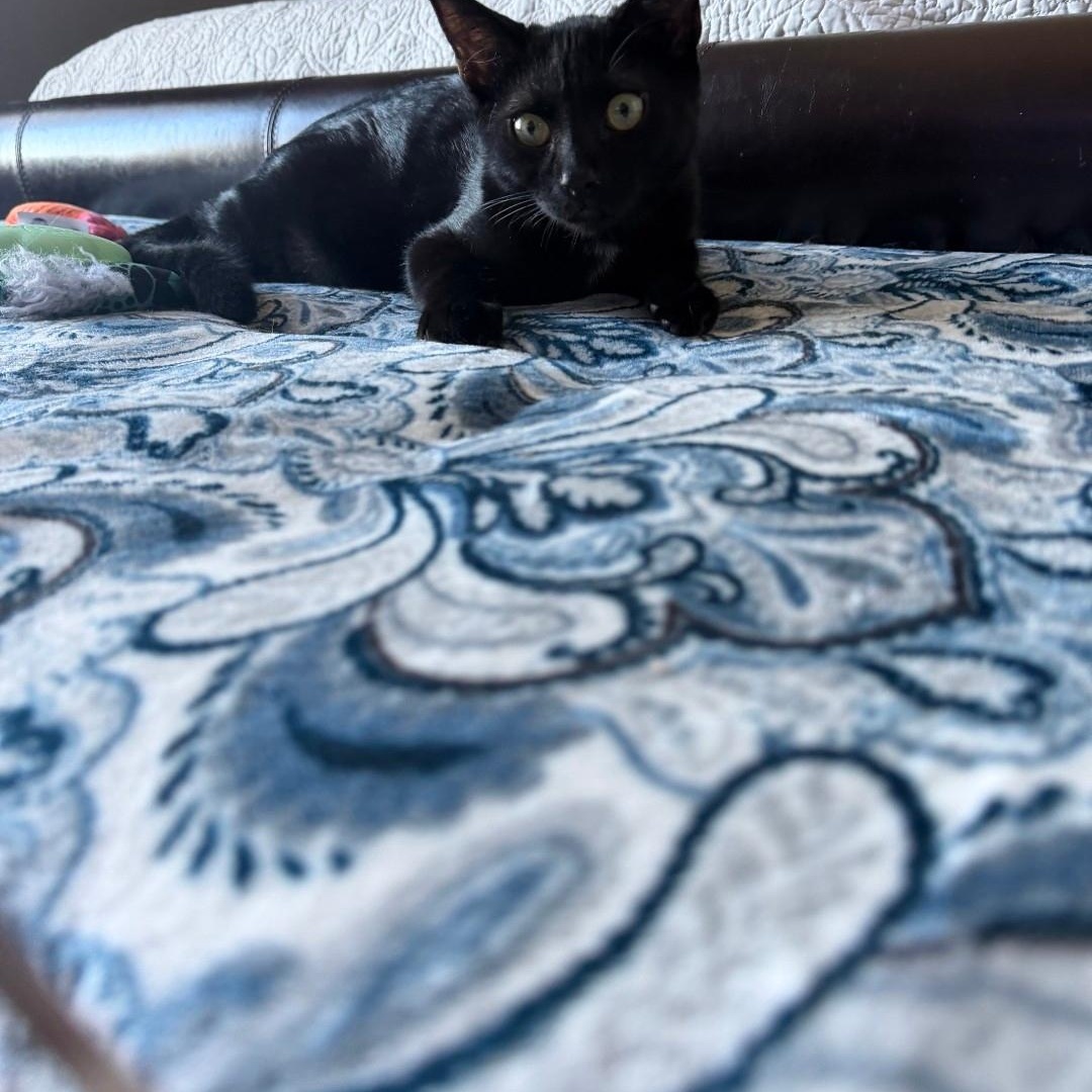 Enlarge Licorice, a Adoptable American Shorthair in Staten Island, NY image 2/6