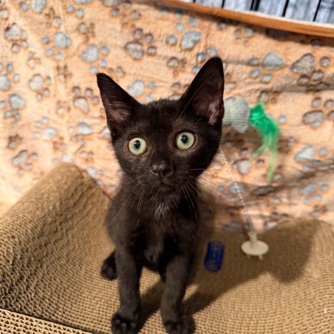 Licorice, a ADOPTABLE American Shorthair in Staten Island, NY image 4/5