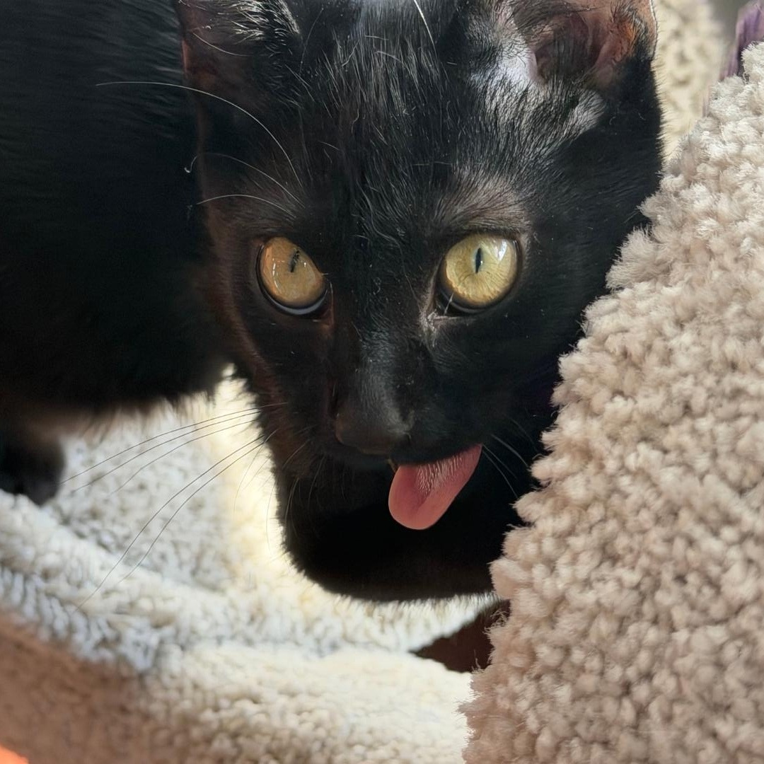 Enlarge Licorice, a Adoptable American Shorthair in Staten Island, NY image 6/6