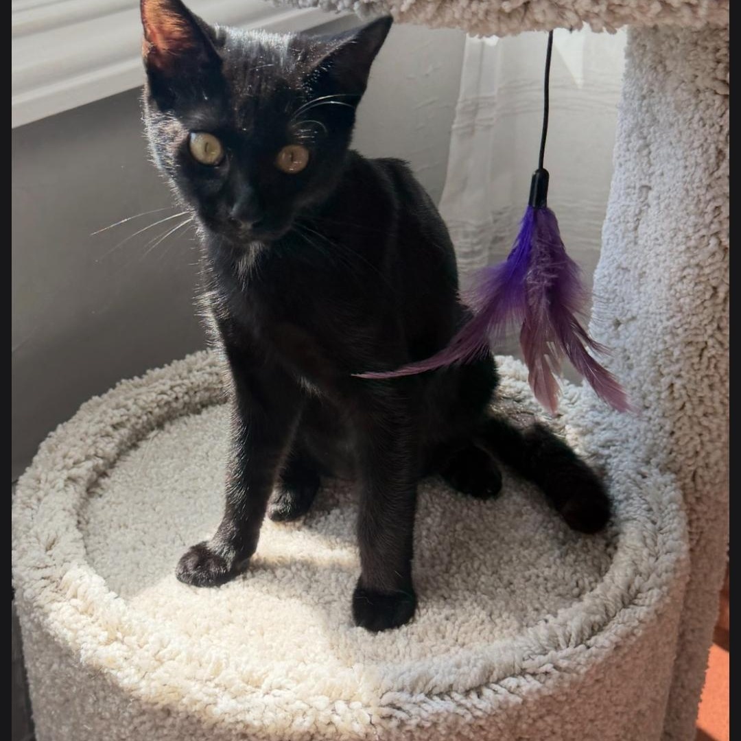 Enlarge Licorice, a Adoptable American Shorthair in Staten Island, NY image 1/6