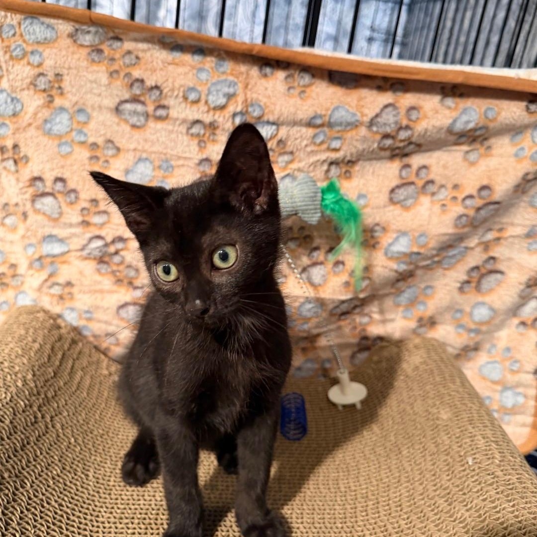 Licorice, a ADOPTABLE American Shorthair in Staten Island, NY image 5/5
