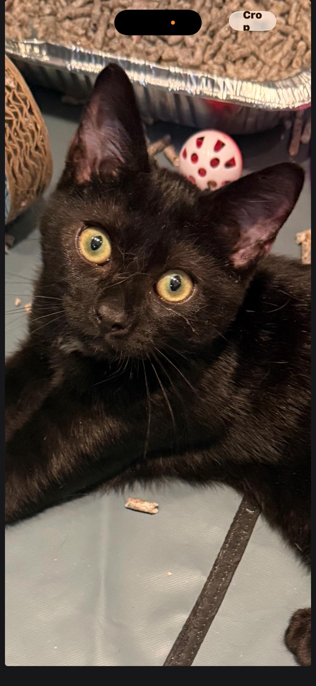 Licorice, a ADOPTABLE American Shorthair in Staten Island, NY image 2/5
