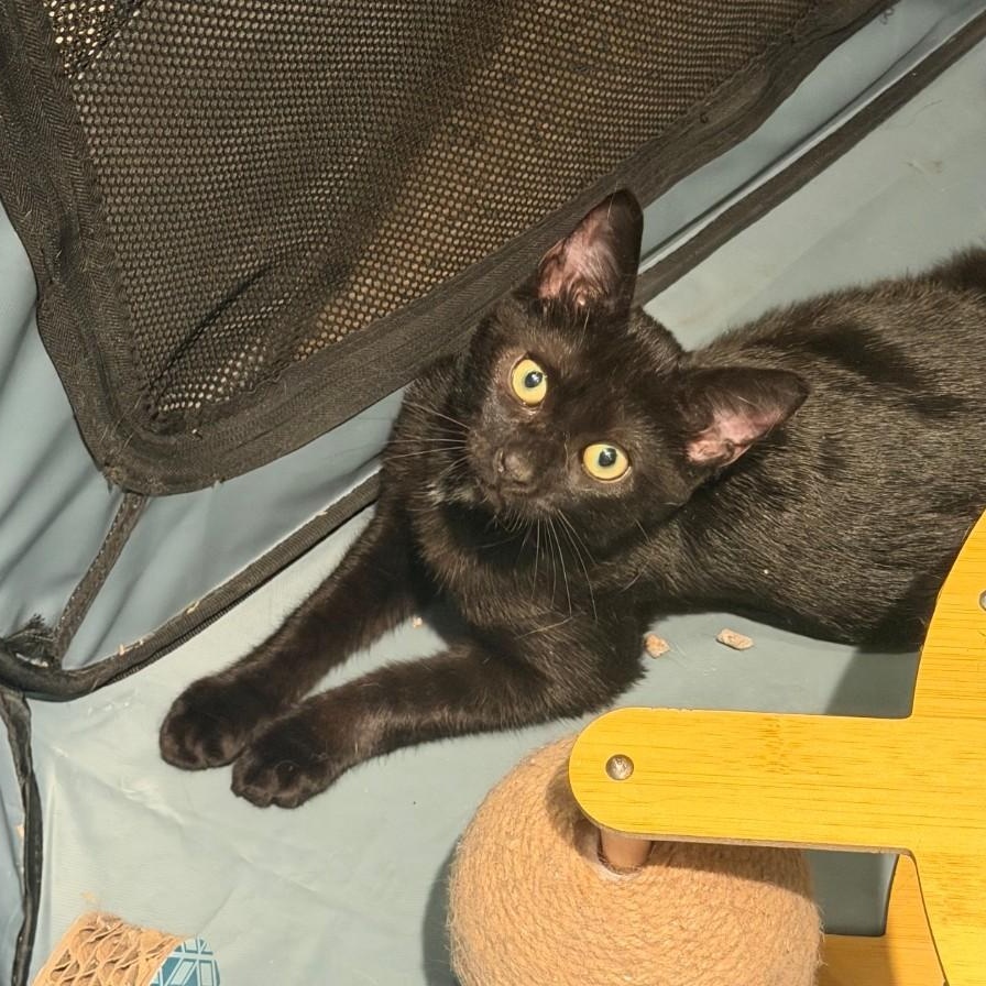 Licorice, ADOPTABLE, Kitten Male American Shorthair.