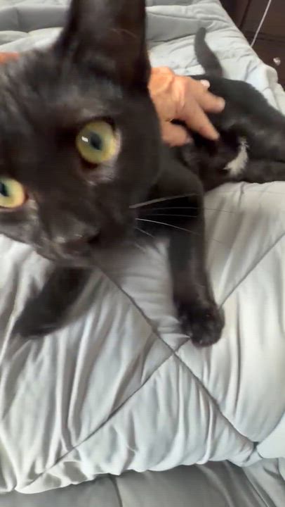 Enlarge Licorice, a Adoptable American Shorthair in Staten Island, NY video 3/6