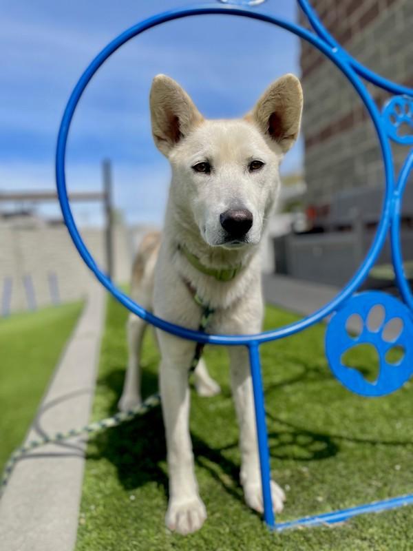 Enlarge Fennel, a Adoptable mixed breed in Salt Lake City, UT image 1/1