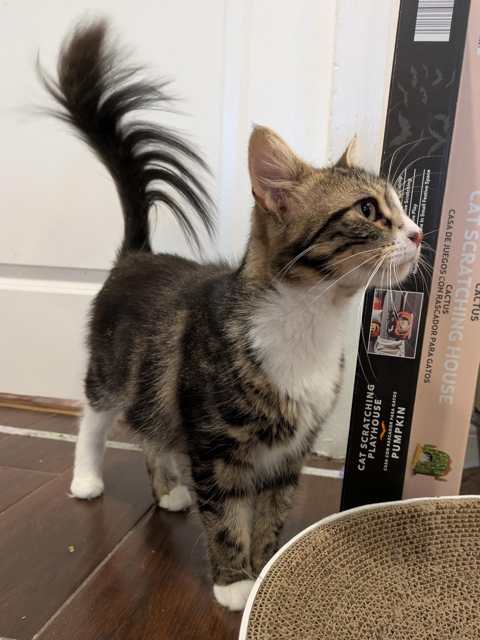 Suzie & Lana (bonded mom & baby)