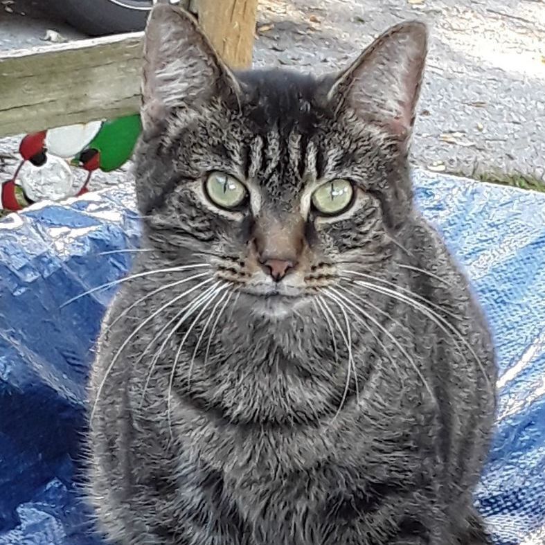 Izzy, Adoptable, Senior Female Domestic Short Hair.