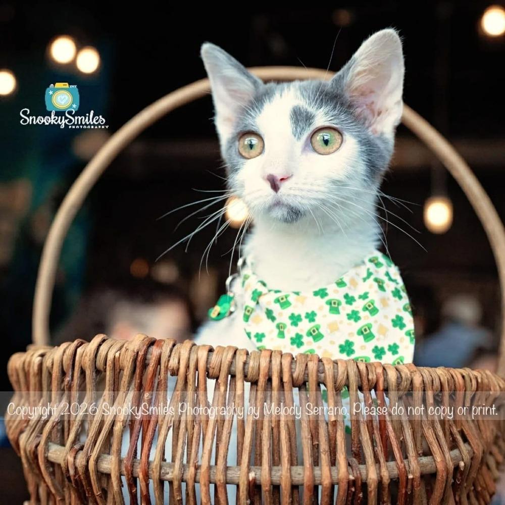 Enlarge Clora, a Adoptable Domestic Short Hair in Salisbury, NC image 1/5