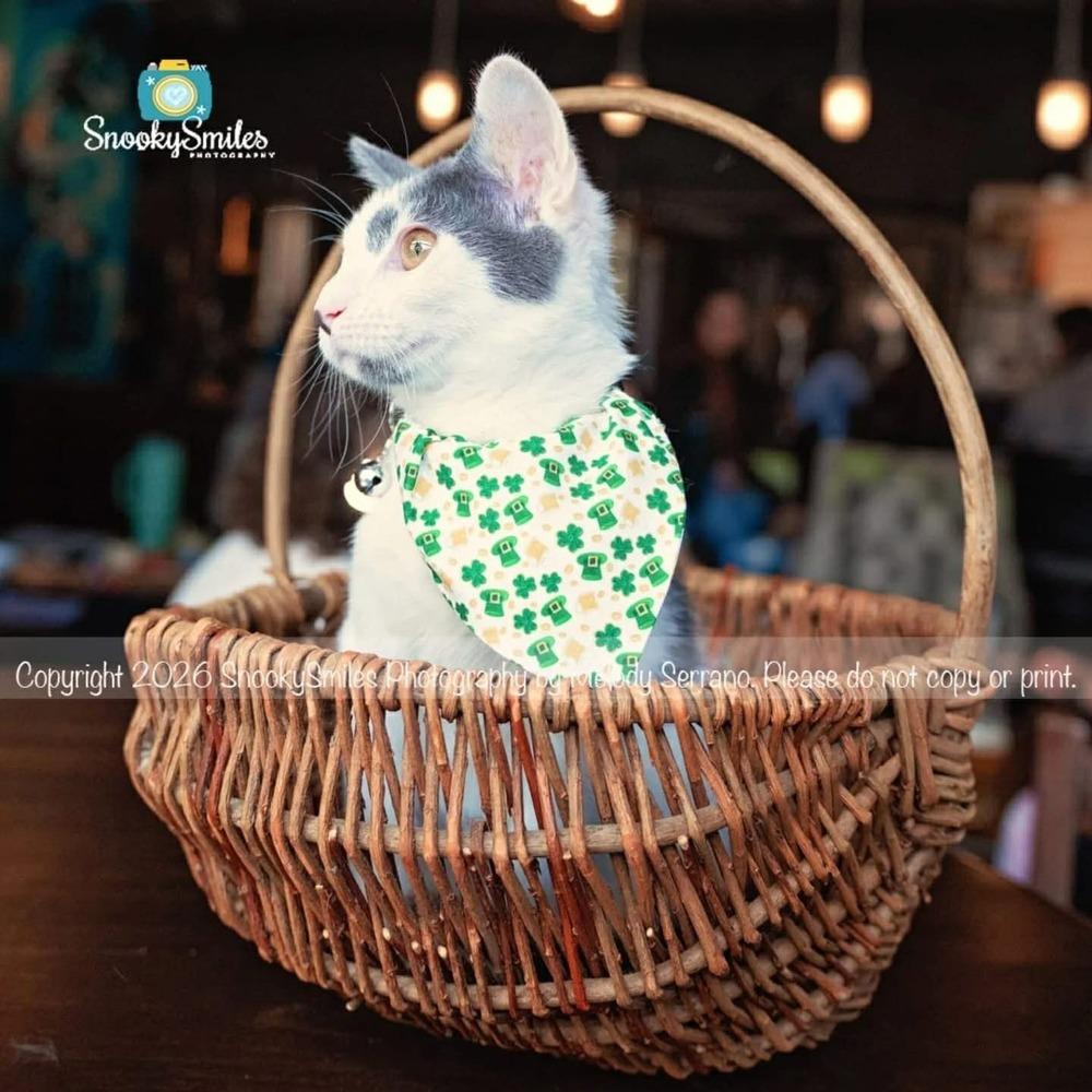 Enlarge Clora, a Adoptable Domestic Short Hair in Salisbury, NC image 2/5