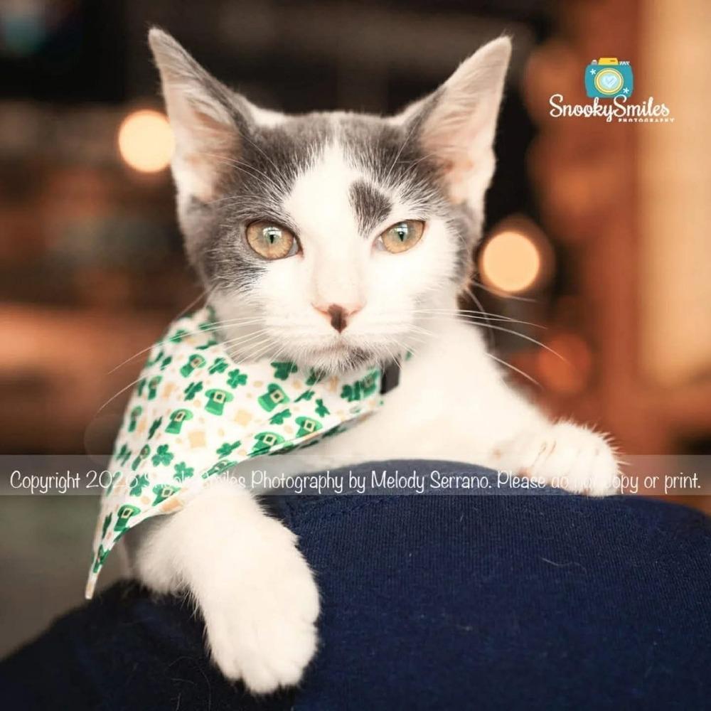 Enlarge Clora, a Adoptable Domestic Short Hair in Salisbury, NC image 3/5