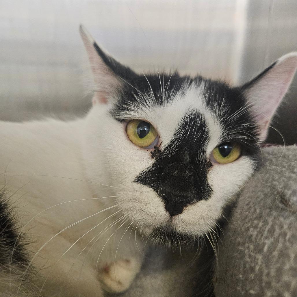 Jubilee, Adoptable, Adult Female Domestic Short Hair.