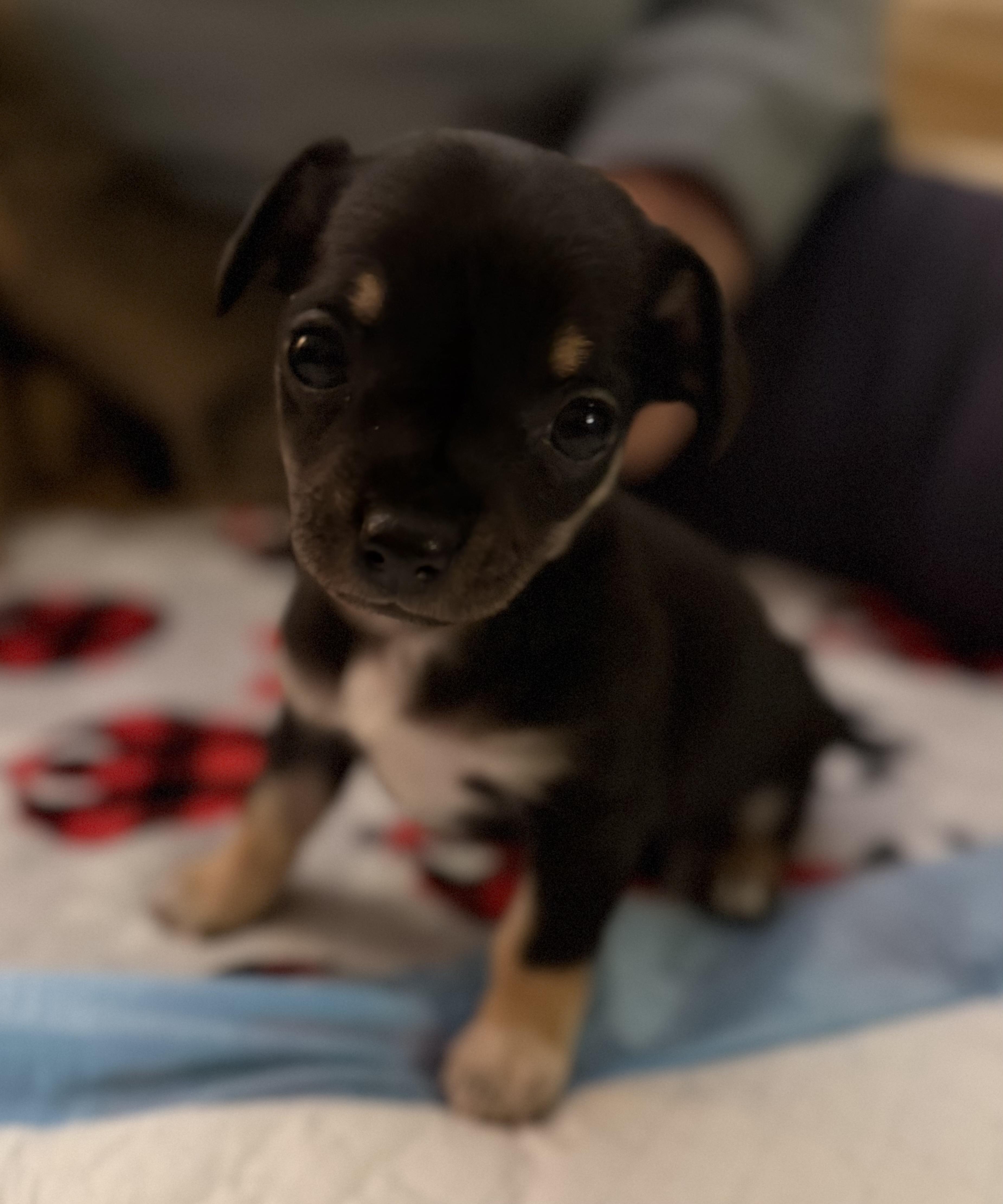 Enlarge Princess, a ADOPTABLE mixed breed in Olympia, WA image 3/5