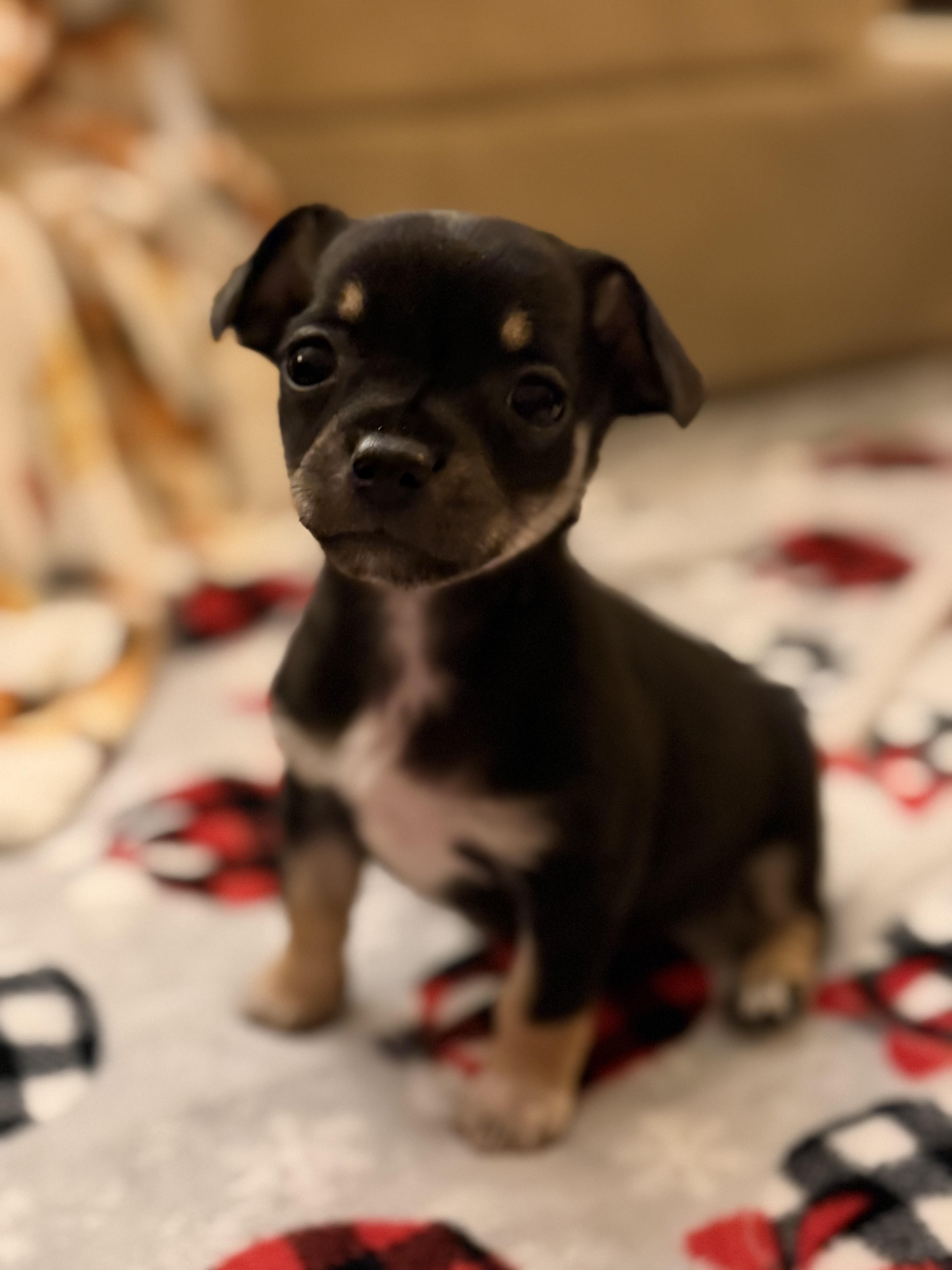 Enlarge Princess, a ADOPTABLE mixed breed in Olympia, WA image 1/5