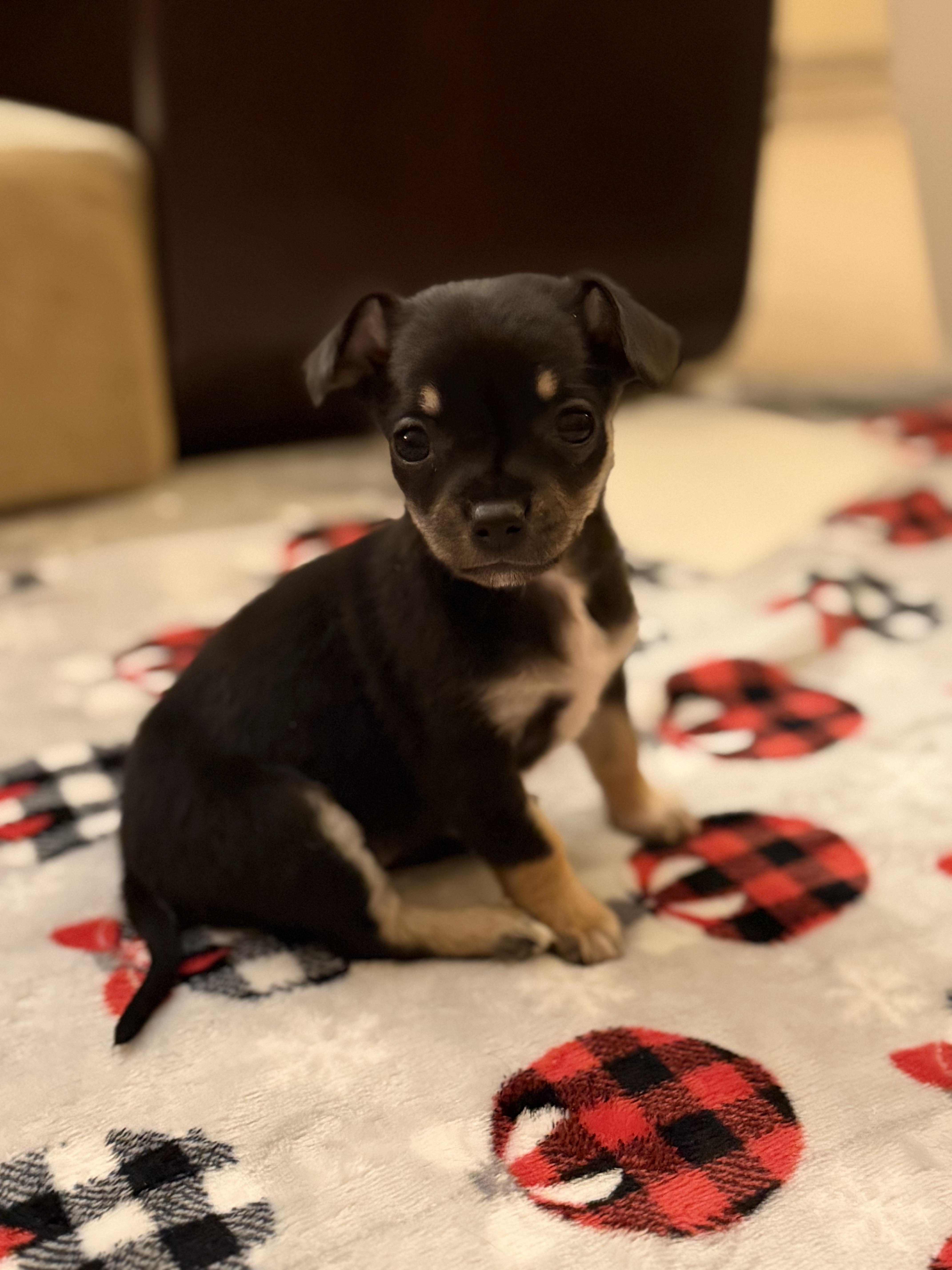 Enlarge Princess, a ADOPTABLE mixed breed in Olympia, WA image 2/5