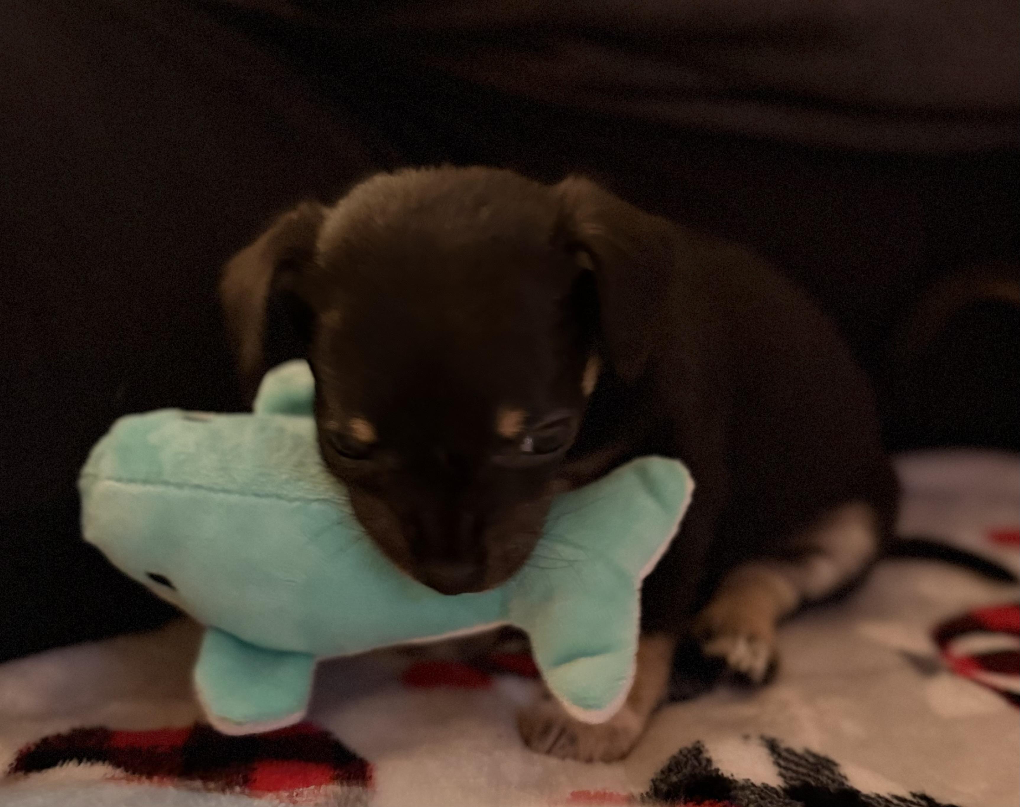 Enlarge Princess, a ADOPTABLE mixed breed in Olympia, WA image 4/5