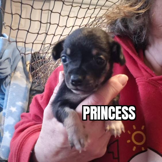 Enlarge Princess, a ADOPTABLE mixed breed in Olympia, WA image 5/5