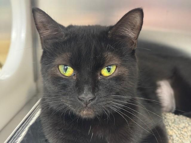 JUDITH, Adoptable, Young Female Domestic Short Hair.