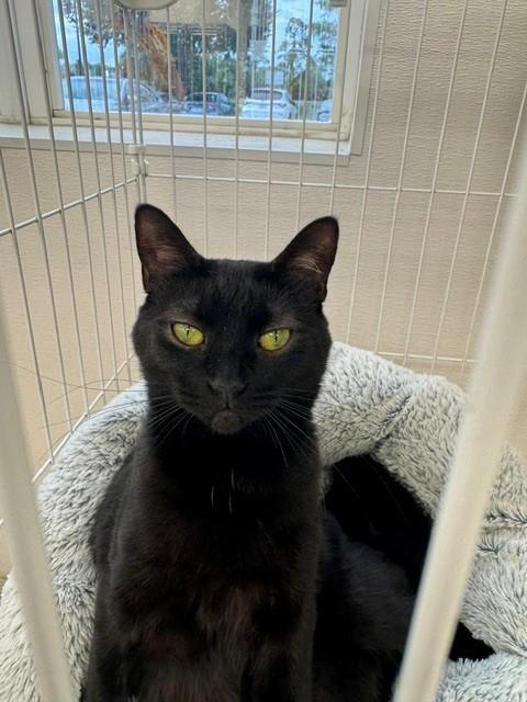 JUDITH, Adoptable, Adult Female Domestic Short Hair.