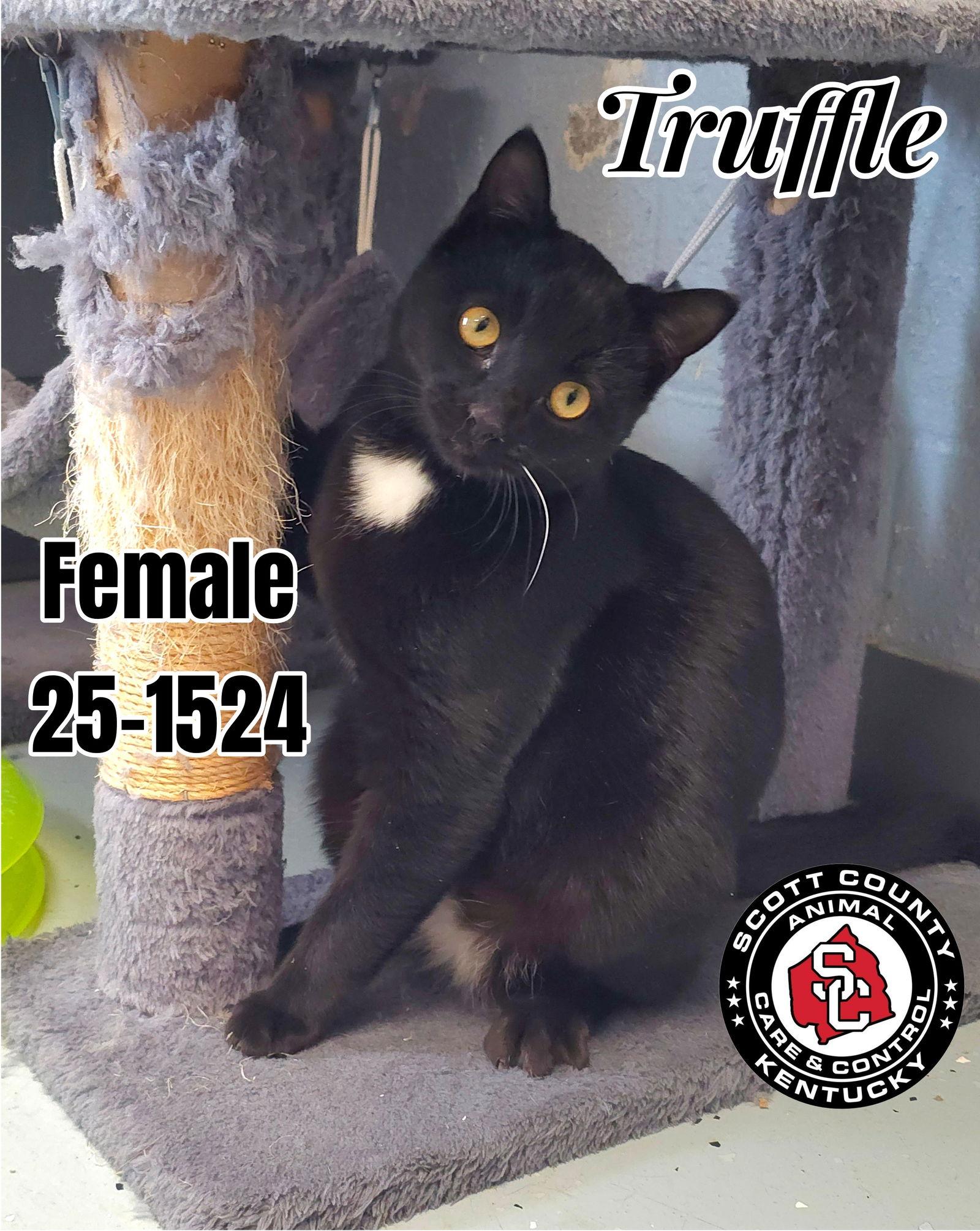Truffle, Adoptable, Young Female Domestic Short Hair.
