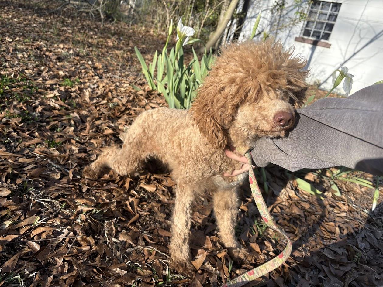 Enlarge Blanche-FOSTERED IN THE NORTHEAST, an adopted Poodle in Brattleboro, VT image 4/4