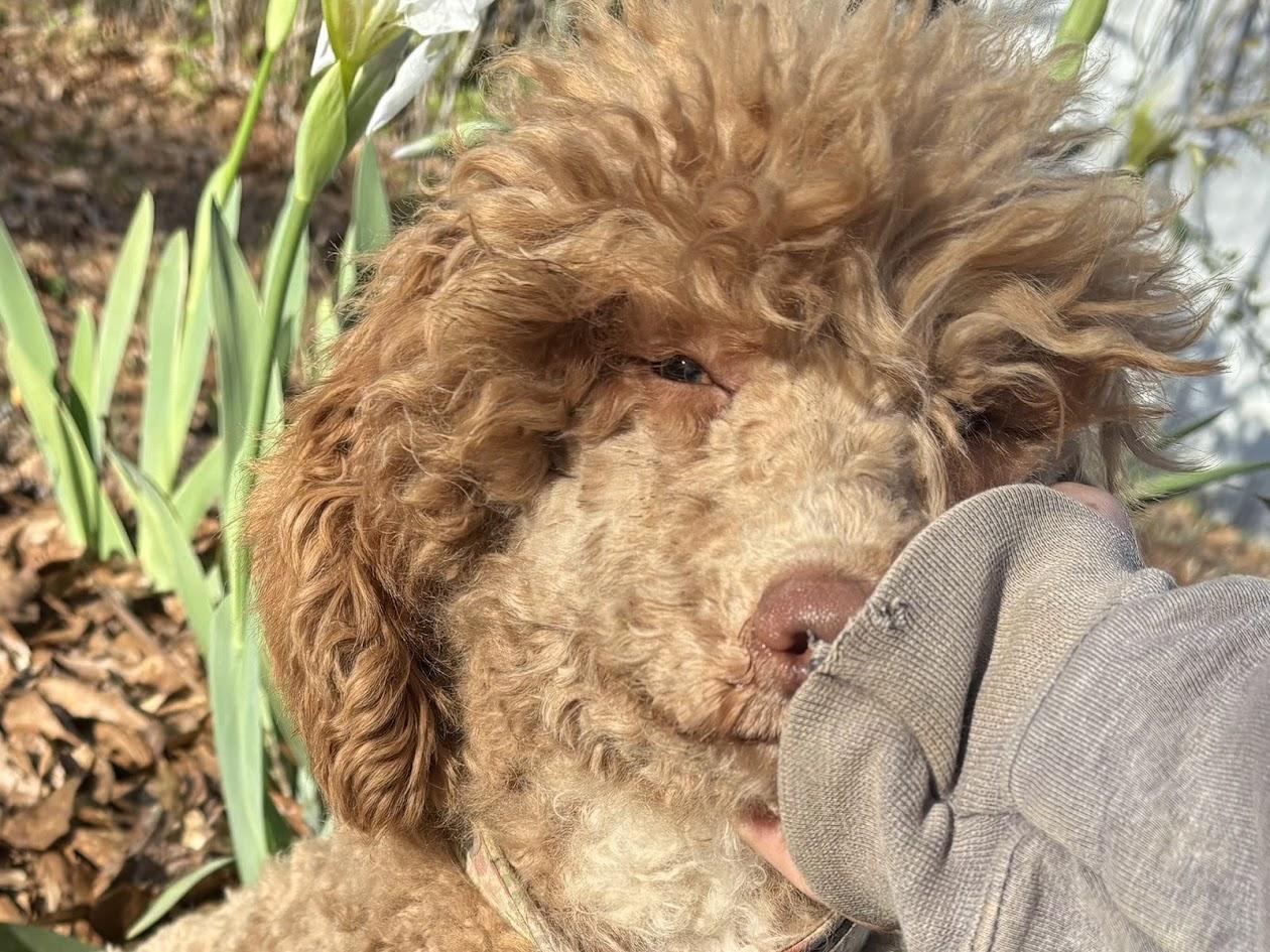 Enlarge Blanche-FOSTERED IN THE NORTHEAST, an adopted Poodle in Brattleboro, VT image 2/4