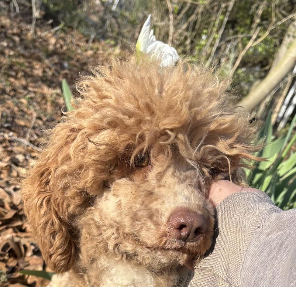 Enlarge Blanche-FOSTERED IN THE NORTHEAST, an adopted Poodle in Brattleboro, VT image 3/4