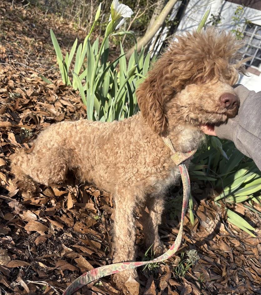 Blanche-FOSTERED IN THE NORTHEAST, adopted, Young Female Poodle.
