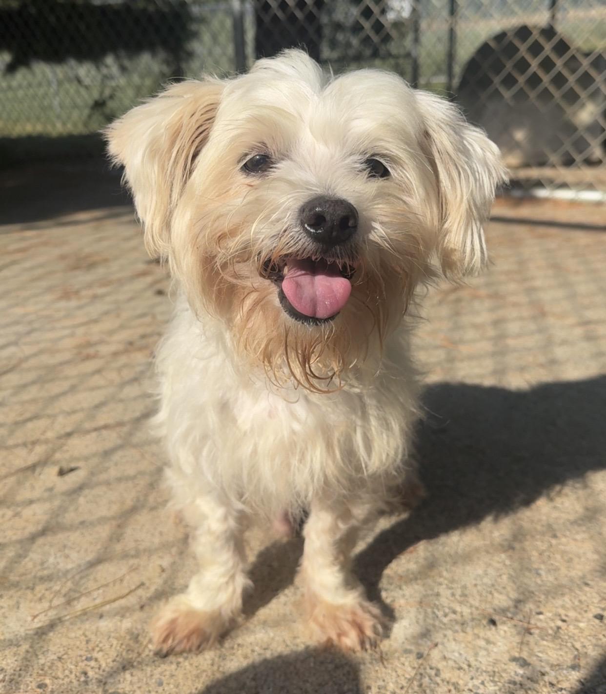 Enlarge Stanley, a ADOPTABLE Mixed Breed in Kearneysville, WV image 2/3